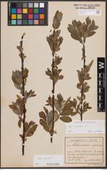 Foto von Salix cinerea L.